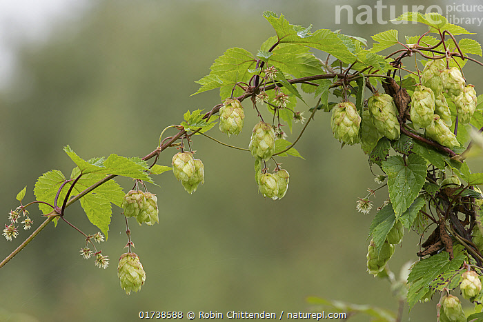 Stock photo of Common hop plant (Humulus lupulus) in flower, Norfolk ...