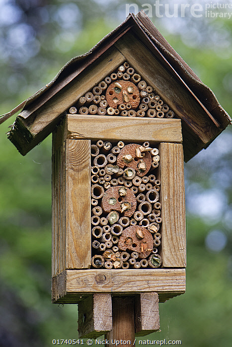 Home Insect Room Stock photo of Home-made insect hotel with a range of Bamboo stems and ...