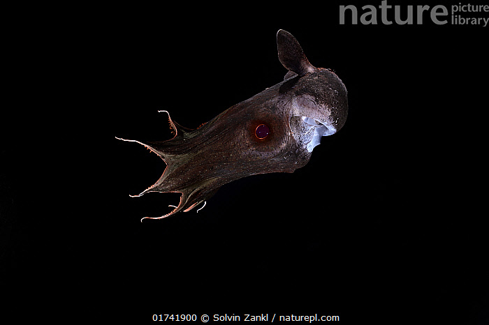 Vampire Squid