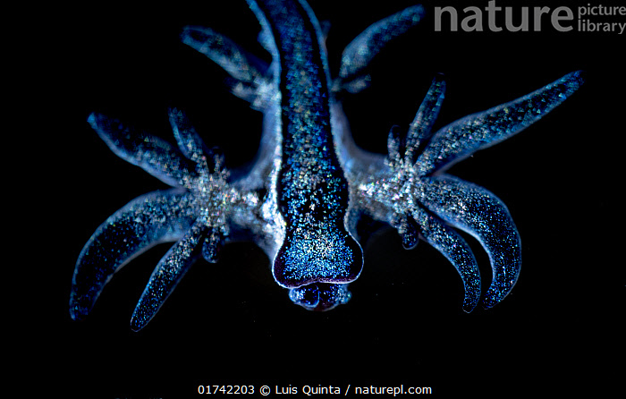 Stock photo of Blue sea slug (Glaucus atlanticus) juvenile, portrait