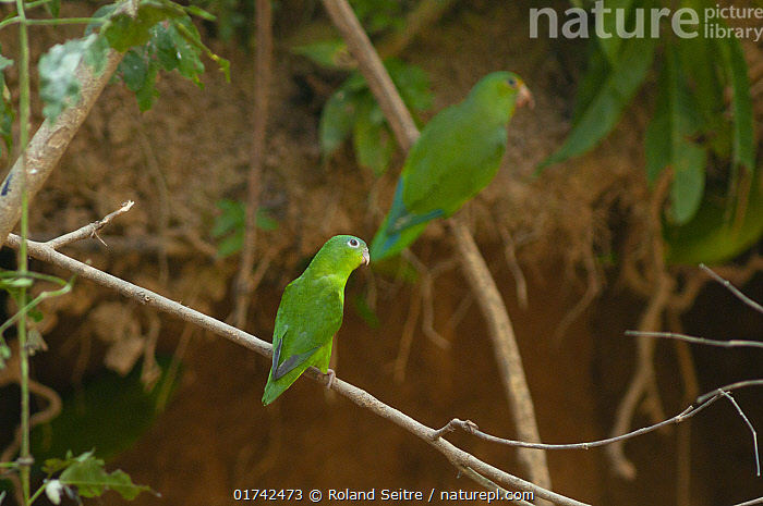 Wild Parrotlets Stock photo of Amazonian parrotlet (Nannopsittaca dachilleae) and ...