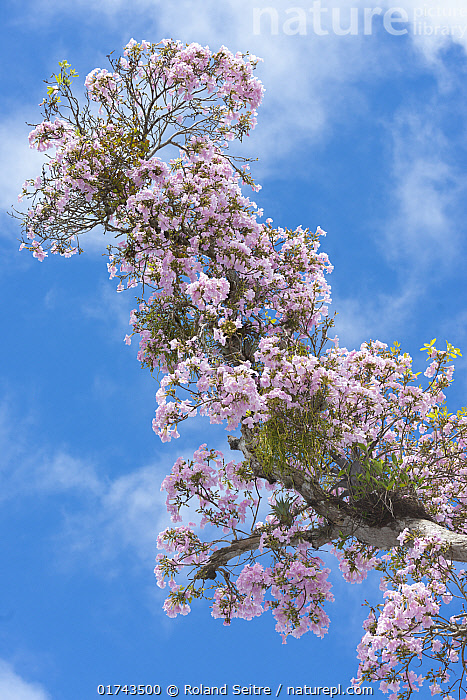 Tabocia Rocia Tree Stock photo of Rosy trumpet tree (Tabebuia rosea) in flower, Maricao ...