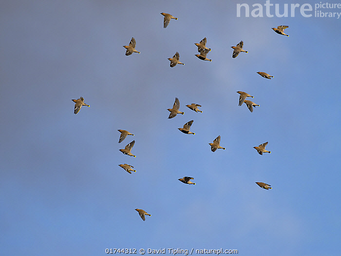 Flock Flight Of Flock Of Royal Spoonbills In Flight..Captured From