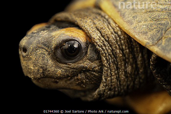 Stock photo of Tricarinate hill turtle (Melanochelys tricarinata) head ...