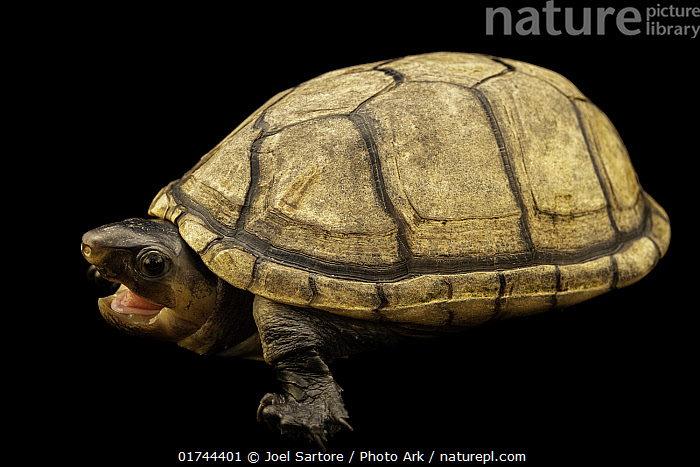 Stock photo of Colombian mud turtle (Kinosternon dunni) female, with ...
