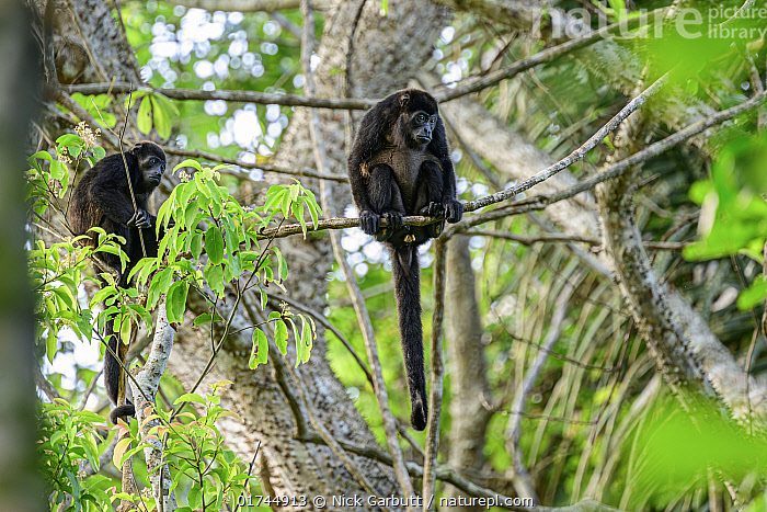 Stock photo of Two Mantled howler monkeys (Alouatta palliata