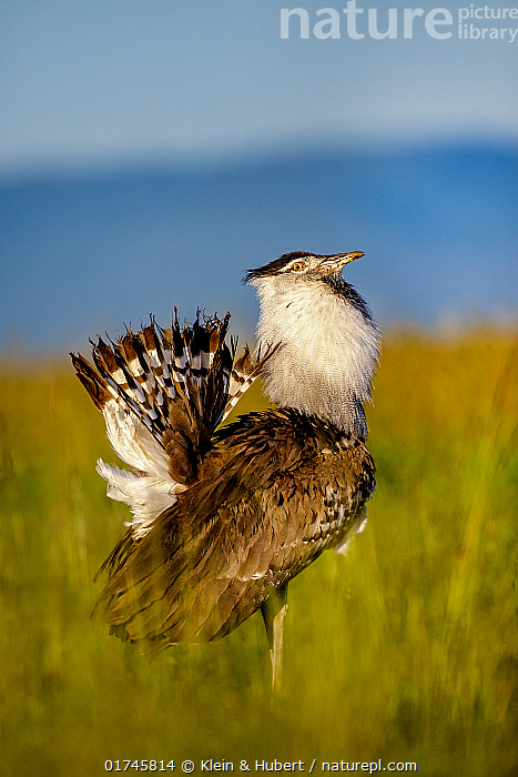 Kori Bustard