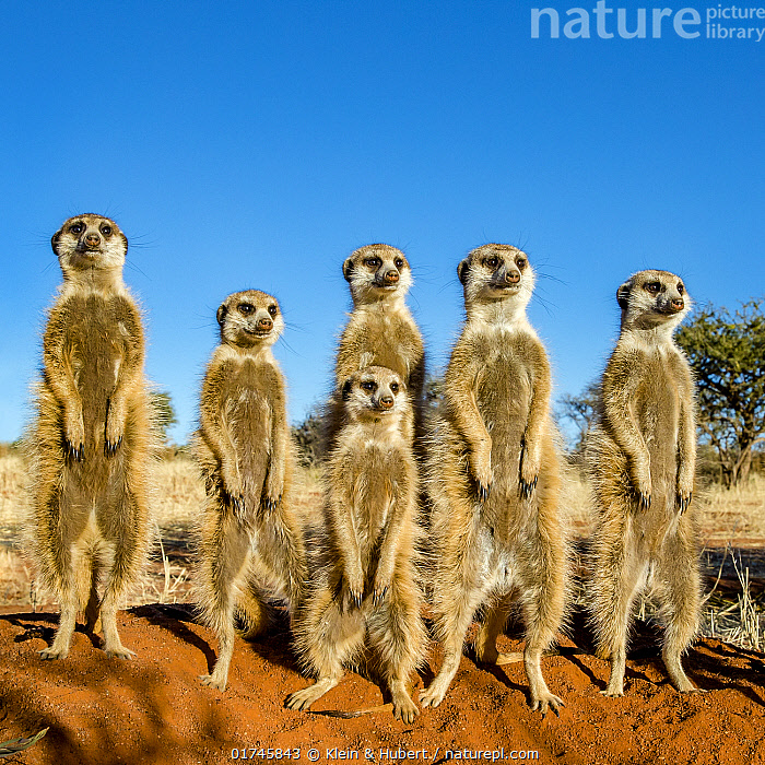 Yumshoq ayol ishtirokidagi porno