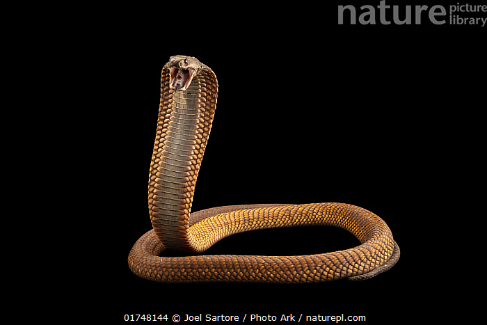 Stock photo of Arabian cobra (Naja arabica) rearing up with mouth open ...