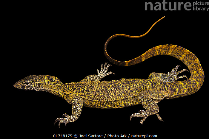 Stock photo of Nile monitor lizard (Varanus niloticus) portrait ...