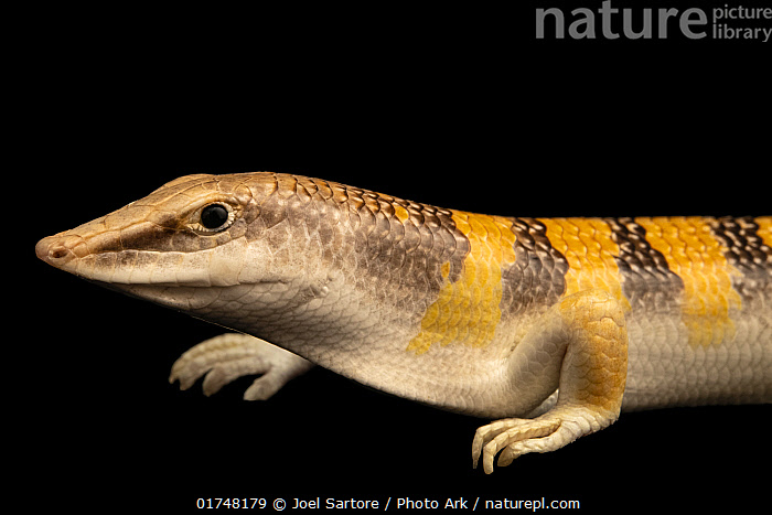 Sand Fish Face Stock photo of Sandfish skink (Scincus scincus scincus) portrait ...