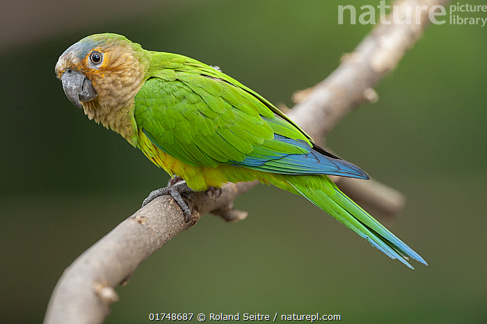 トランペット PARROT Amazon.com: FARBIN Musical Horn 6 Trumpet Music Sound Air