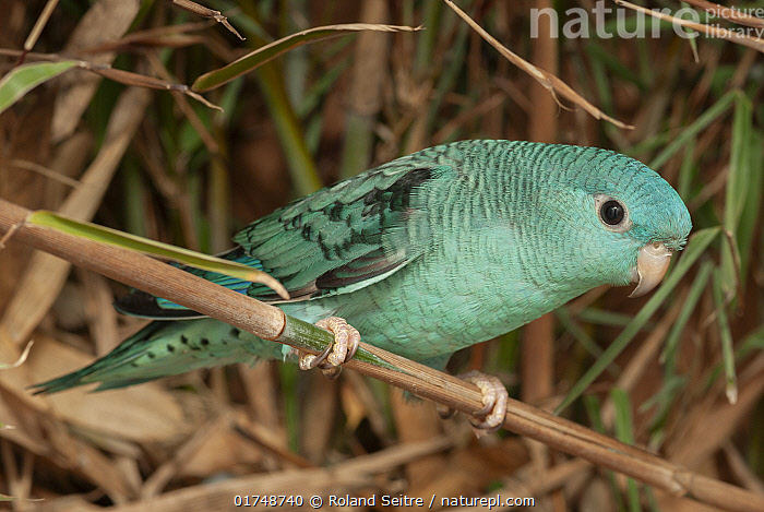 Parrot Cleite File:Amazona Amazonica Near Ariau Towers, Manaus,