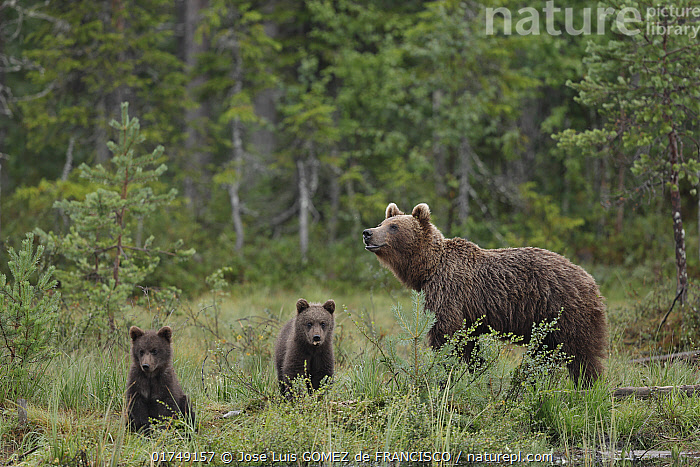 Stock photo of Brown bear (Ursus arctos) female with two cubs in forest ...