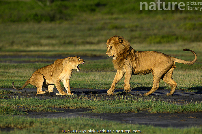 Stock photo of Lions (Panthera leo) pair, pre-courtship aggressive ...