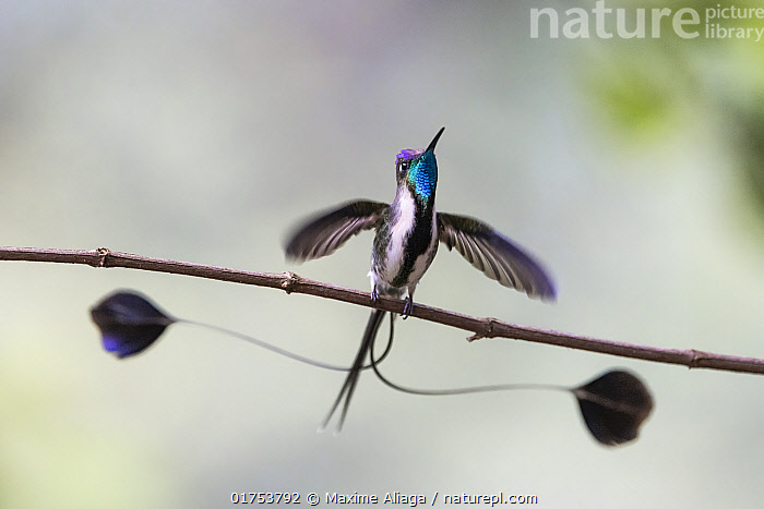 Stock photo of Marvelous spatuletail (Loddigesia mirabilis) male