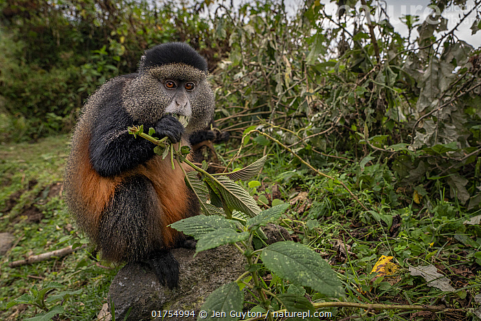 Stock photo of African golden monkey (Cercopithecus mitis kandti ...