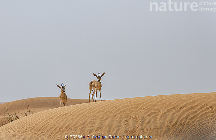Stock photo of Arabian sand gazelles (Gazella arabica) standing on sand ...
