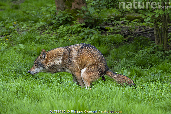 Stock photo of Eurasian wolf (Canis lupus lupus) defecating in forest ...