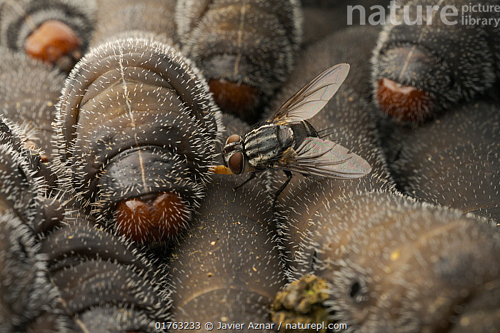 Stock photo of Tachinid fly parasitizing a caterpillar, laying eggs on ...