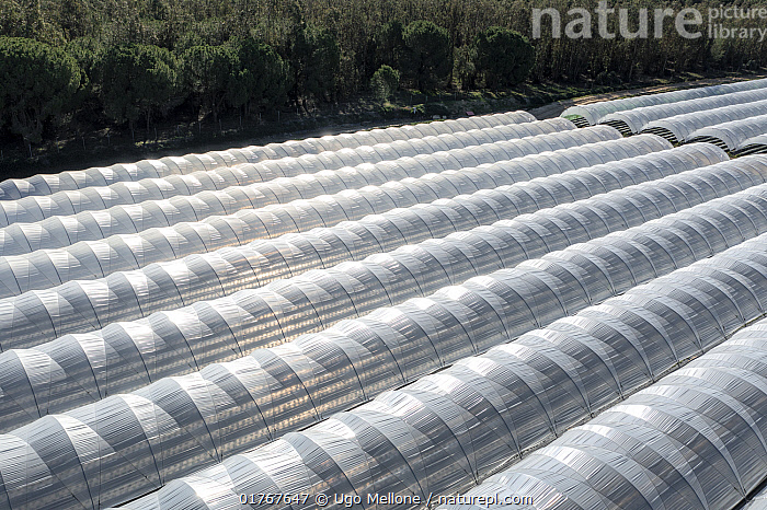 Stock photo of Aerial view of strawberry farms using water from Donana ...