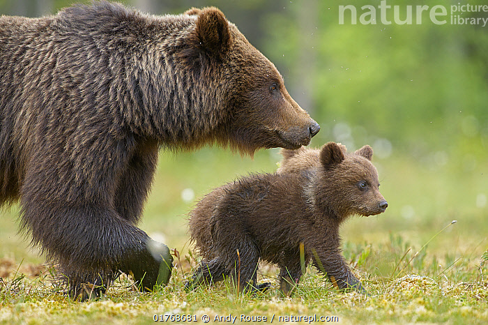 Stock photo of Eurasian brown bear (Ursus arctos arctos) female with ...