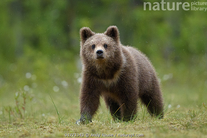 Stock photo of Eurasian brown bear (Ursus arctos arctos) cub, portrait ...