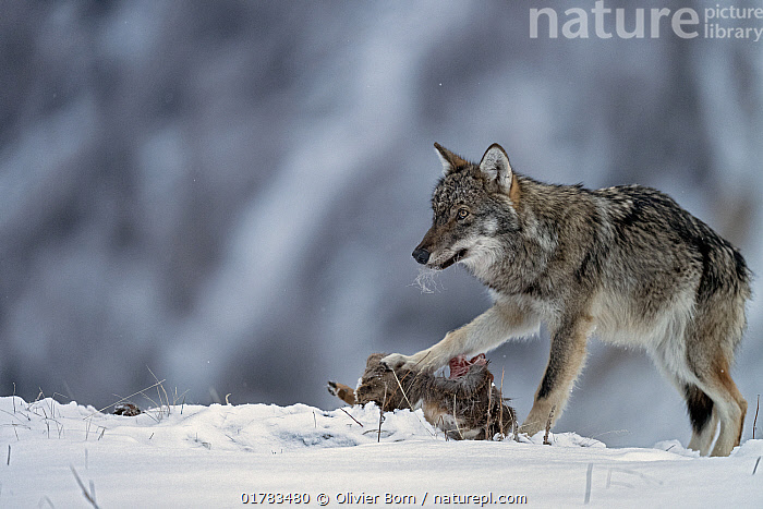 Stock photo of Wolf (Canis lupus) feeding on Roe deer (Capreolus ...