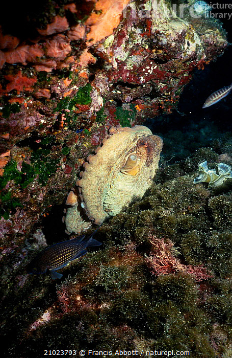 Stock photo of Common octopus in its lair. (Octopus vulgaris) Menorca ...