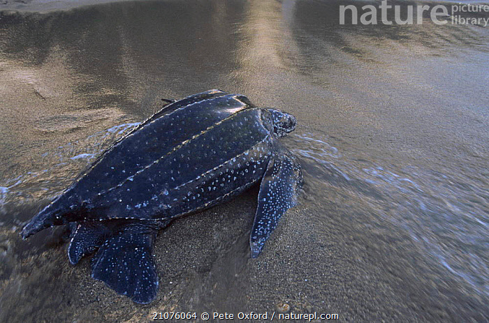 Stock photo of Leatherback turtle leaves sea to lay eggs {Dermochelys ...