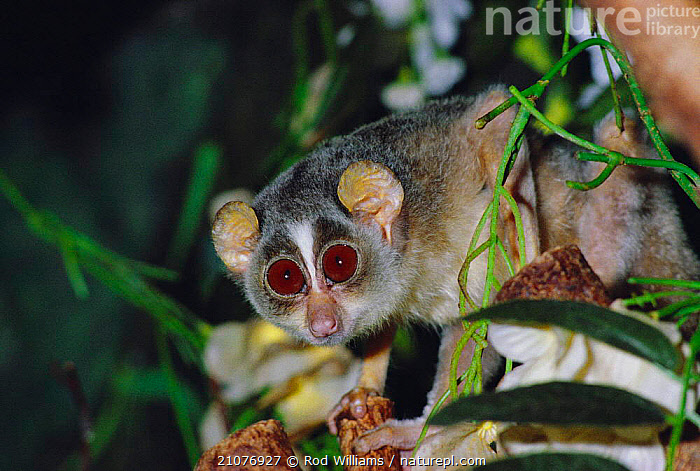 Tree Loris Stock photo of Slender loris in tree, captive {Loris tardigradus ...