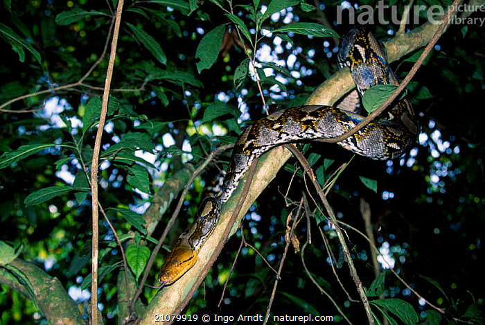 Stock photo of Reticulated python climbing tree {Python reticulata ...