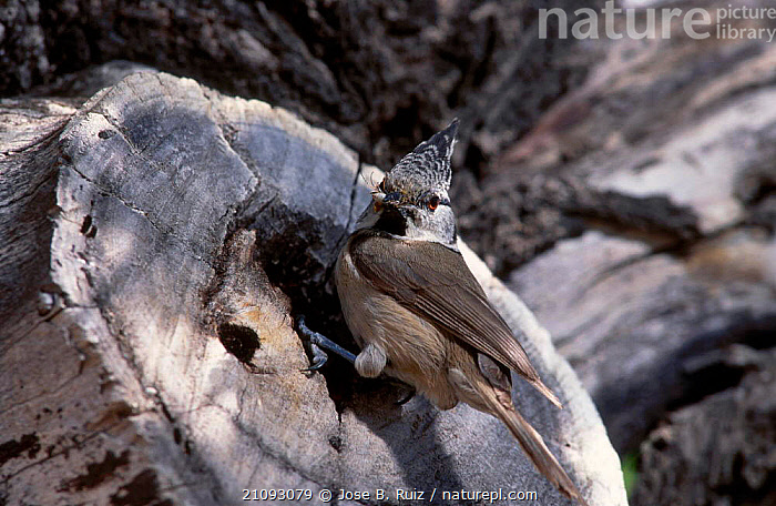Crester Insect Stock photo of Crested tit adult taking insect to nest {Parus cristatus ...