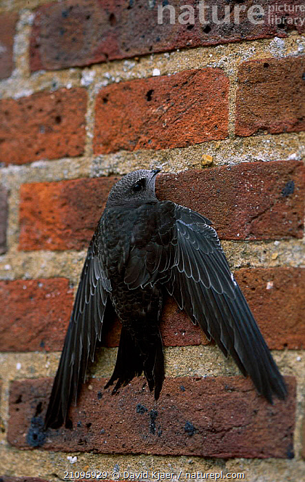 Stock photo of Common swift juvenile on wall {Apus apus ...