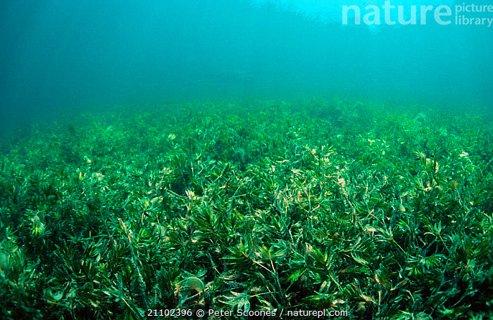 Stock Photo Of Seagrass Meadow Shark Bay Western Australia Available stock-photo-of-seagrass-meadow-shark-bay-western-australia-available