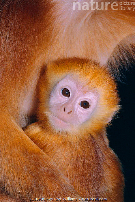 Stock photo of Javan brown leaf monkey baby {Trachypithecus auratus ...