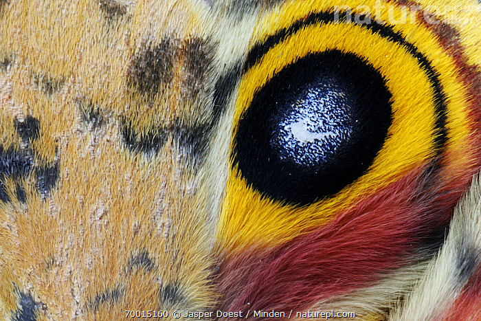 Stock photo of Io Moth (Automeris io) eyespot on wing, George West ...