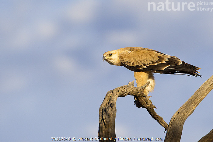 Stock photo of Tawny Eagle (Aquila rapax), Kgalagadi Transfrontier Park ...