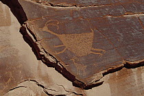 Indian petroglyph showing figure of running sheep, Monument Valley Navajo Tribal Park, Arizona