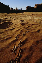 Common Raven (Corvus corax) tracks in sand, Monument Valley National Monument, Arizona