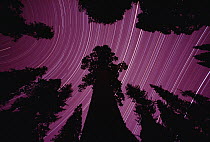 Giant Sequoia (Sequoiadendron giganteum) and star trails in King's Canyon National Park, California