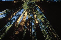 Giant Sequoia (Sequoiadendron giganteum) forest, King's Canyon National Park, California