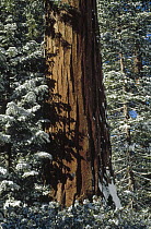 Giant Sequoia (Sequoiadendron giganteum) trunk, King's Canyon National Park, California