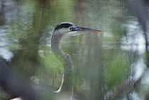 Great Blue Heron (Ardea herodias) wading through wetland, Sanibel Island, Florida