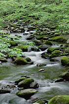Cascading stream, Great Smoky Mountains National Park, North Carolina