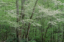 Dogwood (Cornus florida) flowering, Great Smoky Mountains National Park, North Carolina