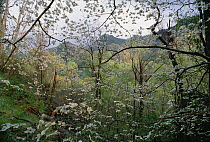 Dogberry (Cornus sanguinea) trees in bloom, Great Smoky Mountains National Park, North Carolina
