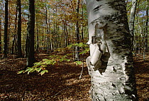 Paper Birch (Betula papyrifera) peeling bark in forest, White Mountains National Park, New Hampshire