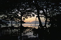 Mangrove (Avicennia sp) trees at sunset, Great White Heron National Wildlife Refuge, Florida