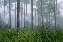 Swamp Sawgrass (Cladium mariscus) and cypress, Corkscrew Swamp, Everglades National Park, Florida